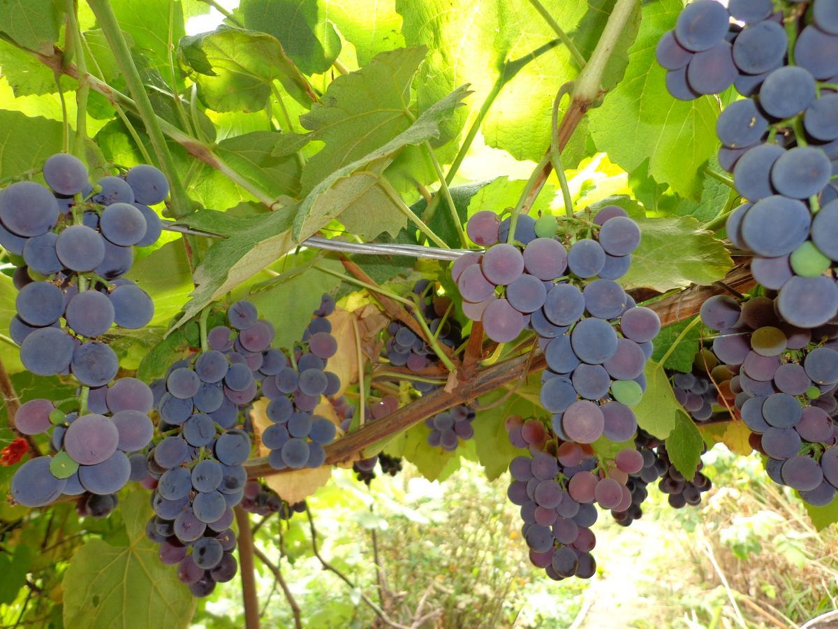 Anush'S B&B Tatev Εξωτερικό φωτογραφία
